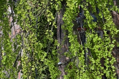 Fagus sylvatica
