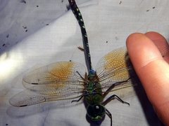Anax gibbosulus