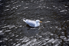 Larus argentatus