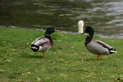 Anas platyrhynchos