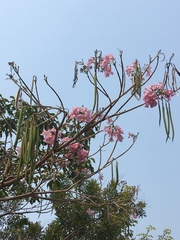Tabebuia rosea