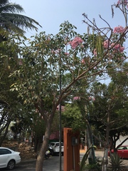 Tabebuia rosea