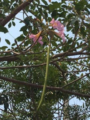 Tabebuia rosea