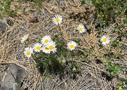 Engelmann's Fleabane (Erigeron engelmannii)