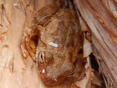 Litoria rothii