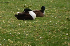 Anas platyrhynchos domesticus