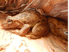 Litoria rothii