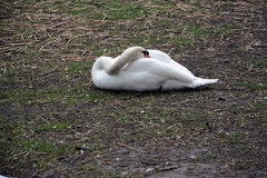 Cygnus olor