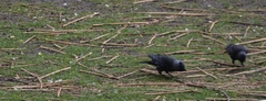 Corvus monedula