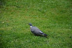 Columba palumbus
