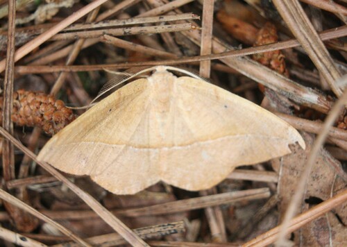 Juniper Geometer Moth