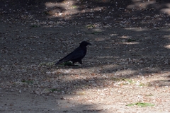 Corvus corone