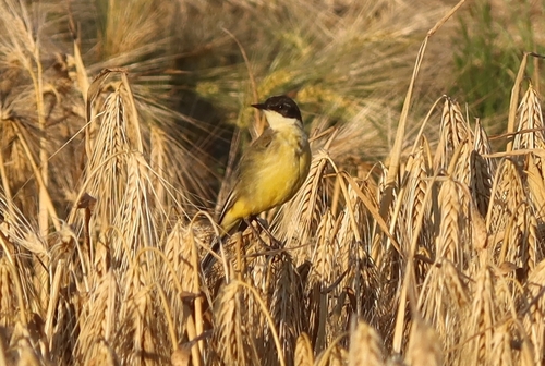 Western Yellow Wagtail