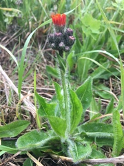 Pilosella aurantiaca