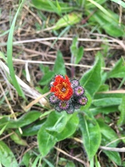 Pilosella aurantiaca