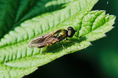 Chloromyia formosa