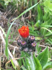 Pilosella aurantiaca