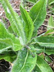 Pilosella aurantiaca