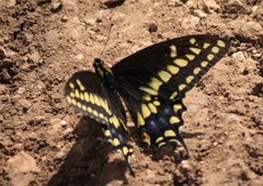 Papilio
