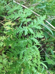 Phacelia tanacetifolia