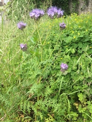 Phacelia tanacetifolia