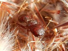 Meranoplus diversus