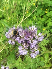Phacelia tanacetifolia