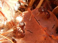 Meranoplus diversus