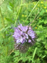 Phacelia tanacetifolia