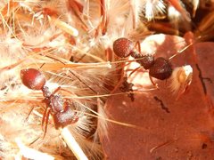 Meranoplus diversus