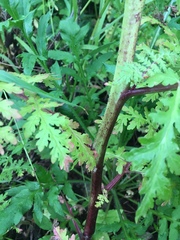 Phacelia tanacetifolia