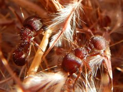 Meranoplus diversus