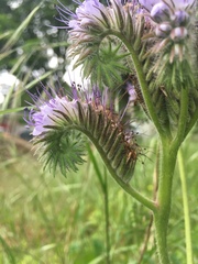 Phacelia tanacetifolia