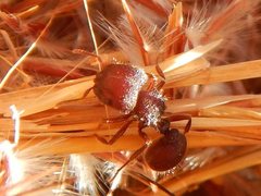 Meranoplus diversus