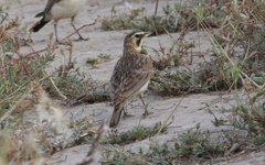 Eremophila alpestris insularis