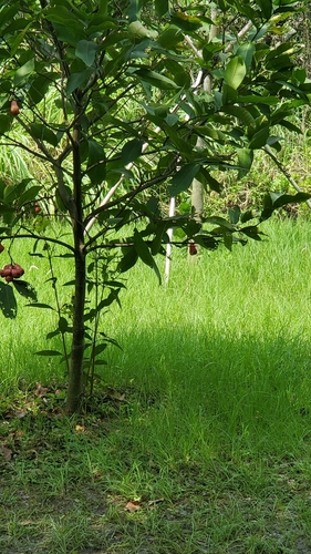 Syzygium aqueum