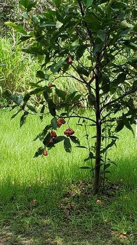 Syzygium aqueum