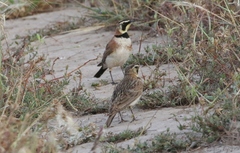 Eremophila alpestris insularis