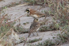Eremophila alpestris insularis