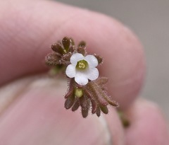 Phacelia rotundifolia