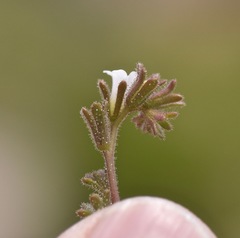 Phacelia rotundifolia
