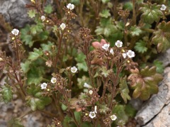 Phacelia rotundifolia
