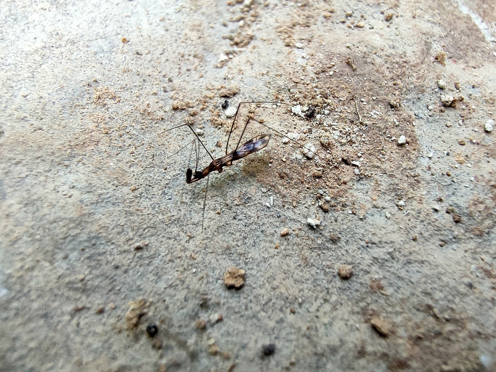 Ploiaria zhengi