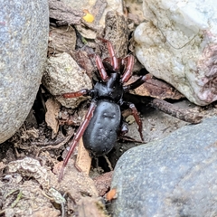 Trachyzelotes pedestris