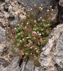 Phacelia rotundifolia