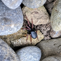 Trachyzelotes pedestris