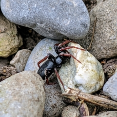 Trachyzelotes pedestris
