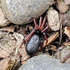 Trachyzelotes pedestris