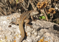 Liolaemus chungara