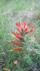 Castilleja fissifolia
